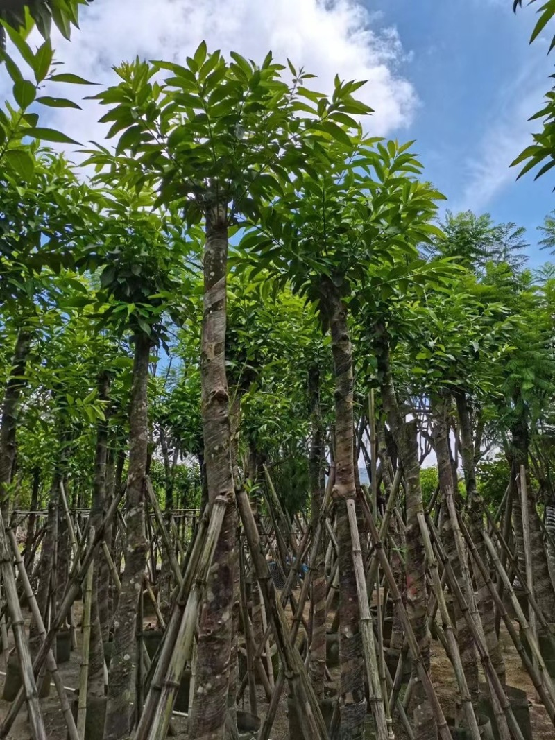 水翁树8～15公分产地直发规格齐全质量保证