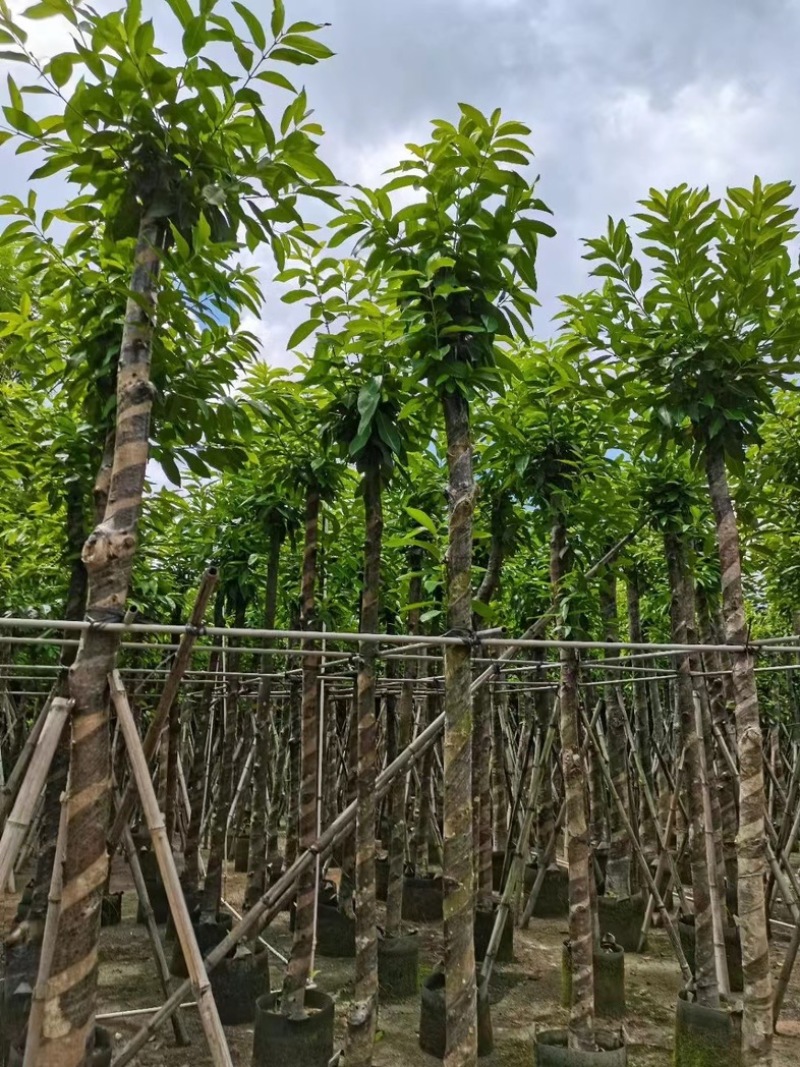 水翁树8～15公分产地直发规格齐全质量保证