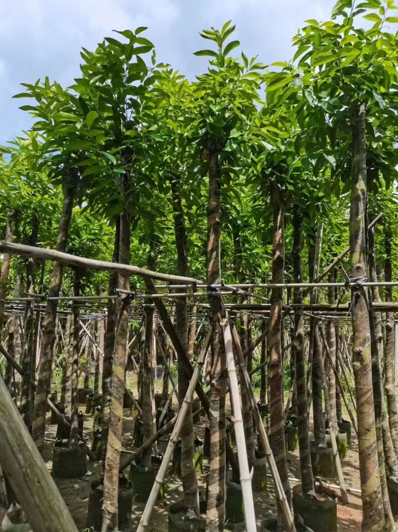 水翁树8～15公分产地直发规格齐全质量保证