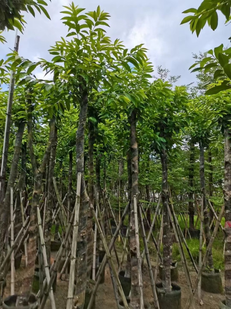 水翁树8～15公分产地直发规格齐全质量保证