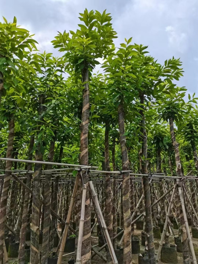 水翁树8～15公分产地直发规格齐全质量保证
