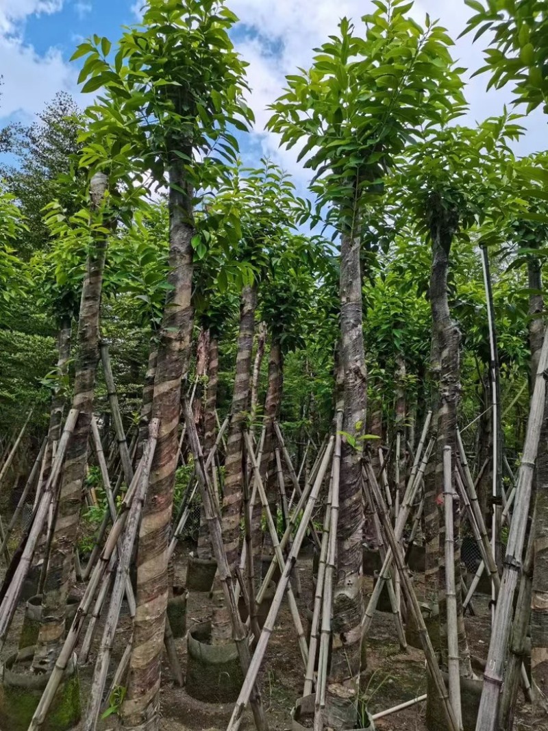 水翁树8～15公分产地直发规格齐全质量保证