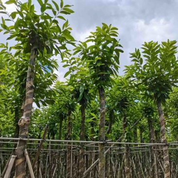 水翁树8～15公分产地直发规格齐全质量保证
