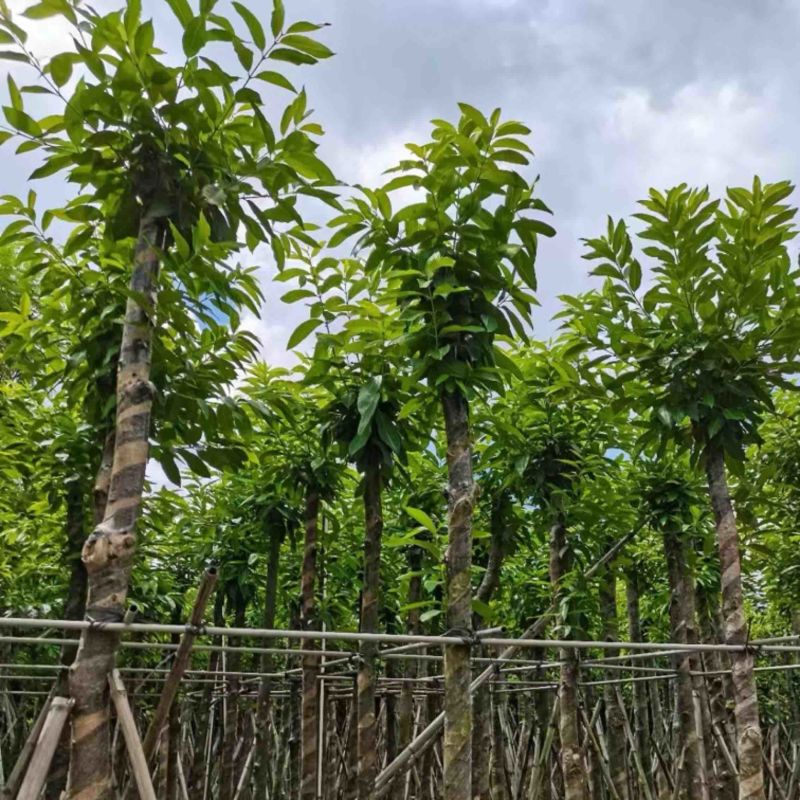 水翁树8～15公分产地直发规格齐全质量保证