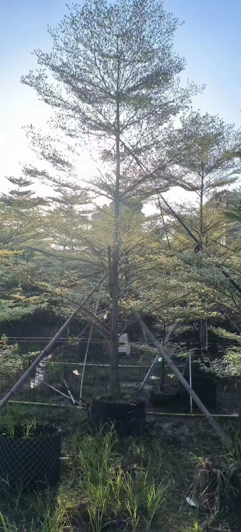 花叶榄仁树3～15公分产地直发规格齐全质量保证