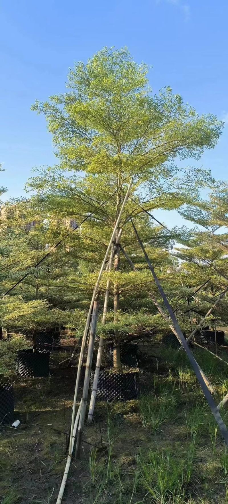 花叶榄仁树3～15公分产地直发规格齐全质量保证