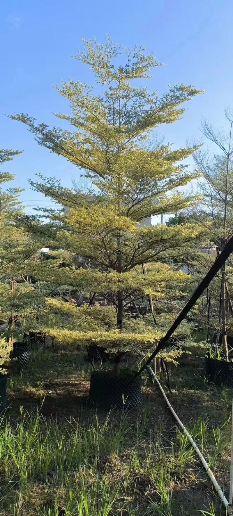 花叶榄仁树3～15公分产地直发规格齐全质量保证