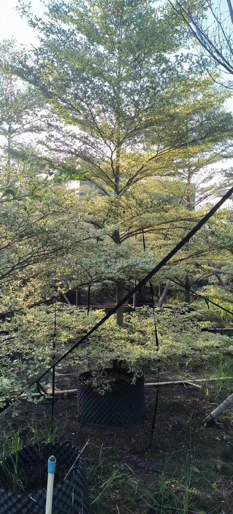 花叶榄仁树3～15公分产地直发规格齐全质量保证