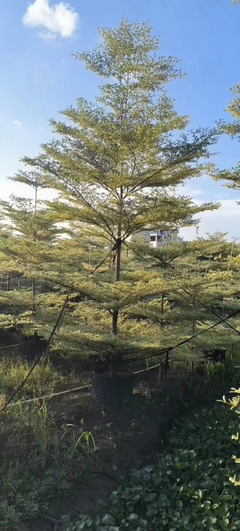 花叶榄仁树3～15公分产地直发规格齐全质量保证