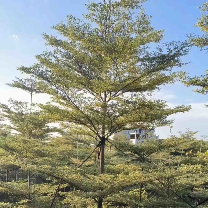 花叶榄仁树3～15公分产地直发规格齐全质量保证