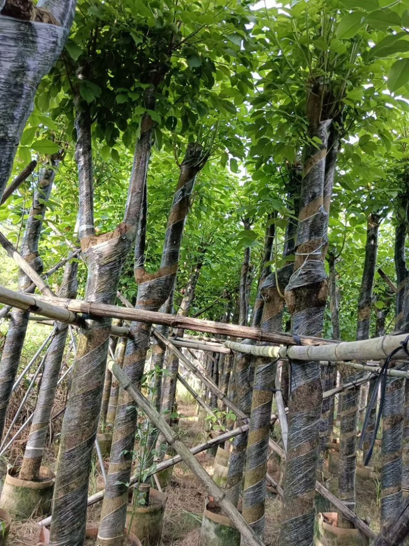 秋枫8～15公分产地直发规格齐全质量保证