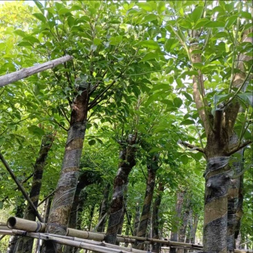 秋枫8～15公分产地直发规格齐全质量保证