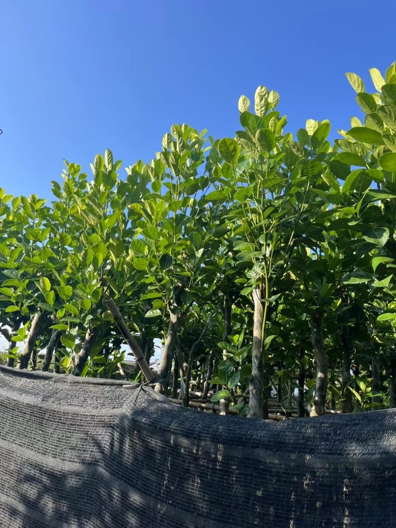 菠萝蜜树4～25公分产地直发规格齐全质量保证