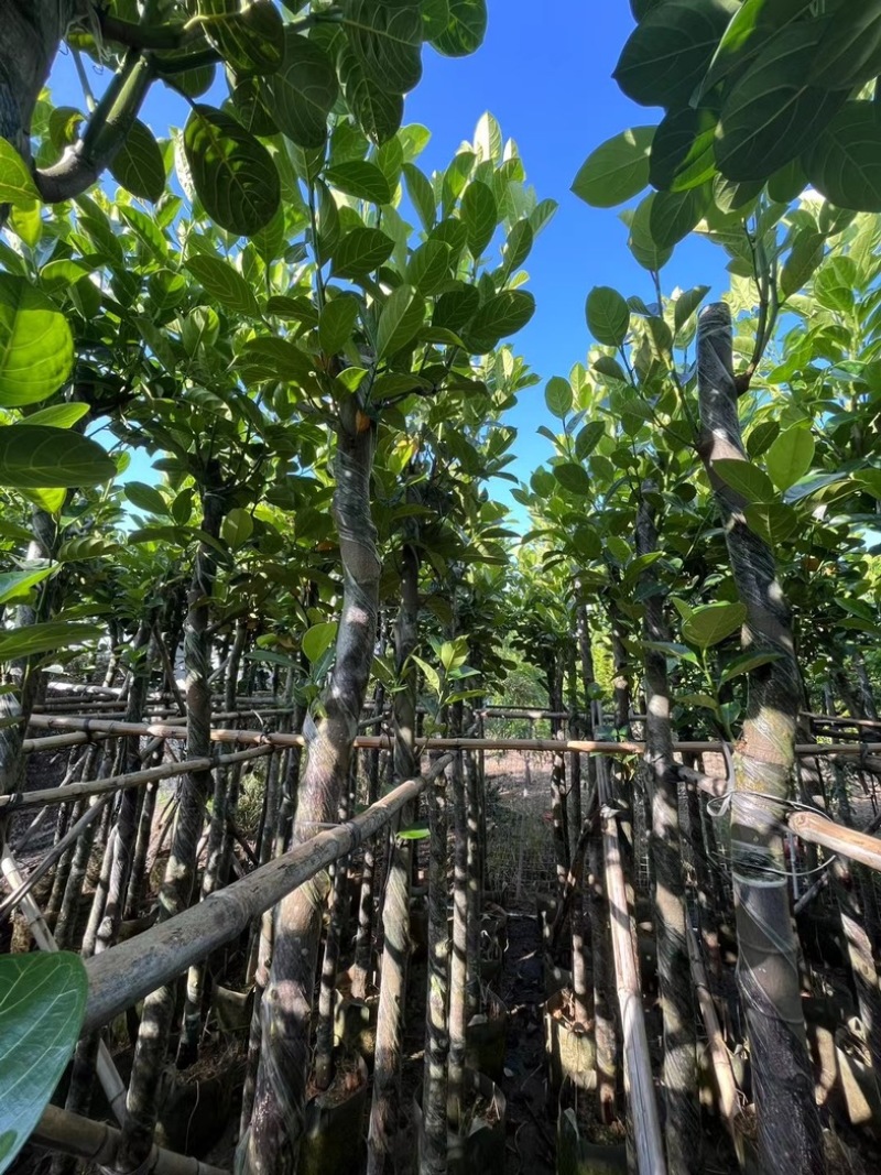 菠萝蜜树4～25公分产地直发规格齐全质量保证