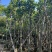 菠萝蜜树4～25公分产地直发规格齐全质量保证