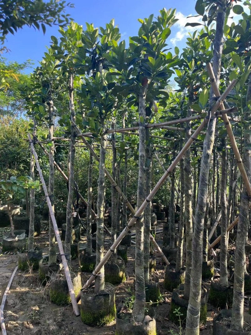菠萝蜜树4～25公分产地直发规格齐全质量保证