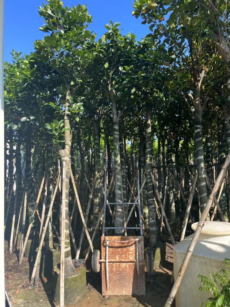 菠萝蜜树4～25公分产地直发规格齐全质量保证
