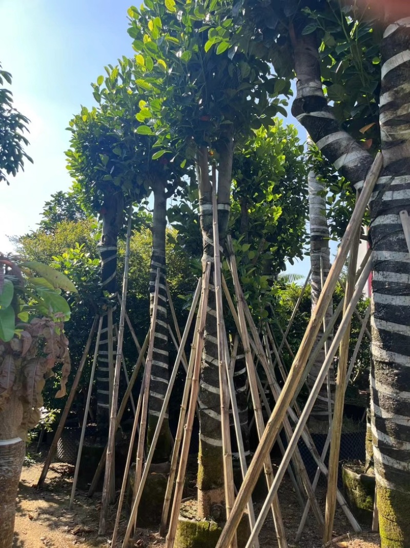 菠萝蜜树4～25公分产地直发规格齐全质量保证