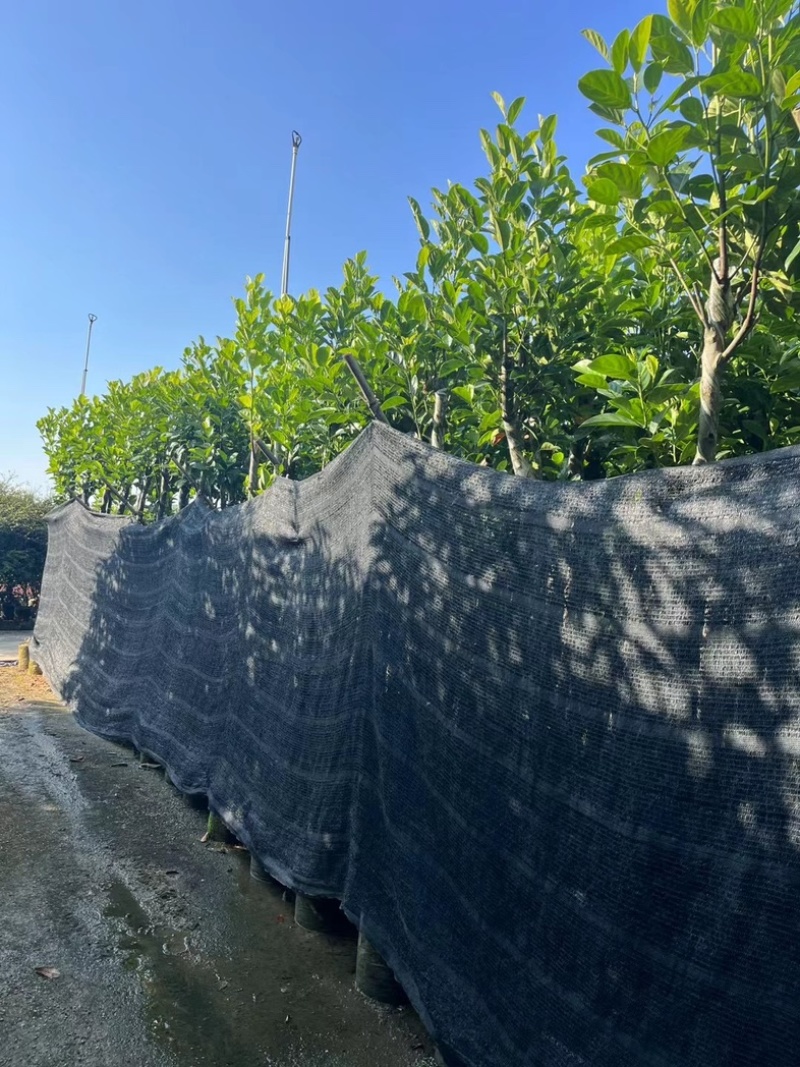 菠萝蜜树4～25公分产地直发规格齐全质量保证