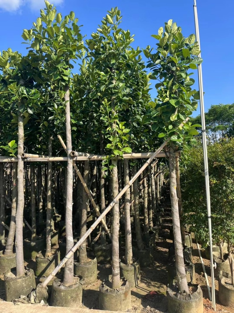 菠萝蜜树4～25公分产地直发规格齐全质量保证