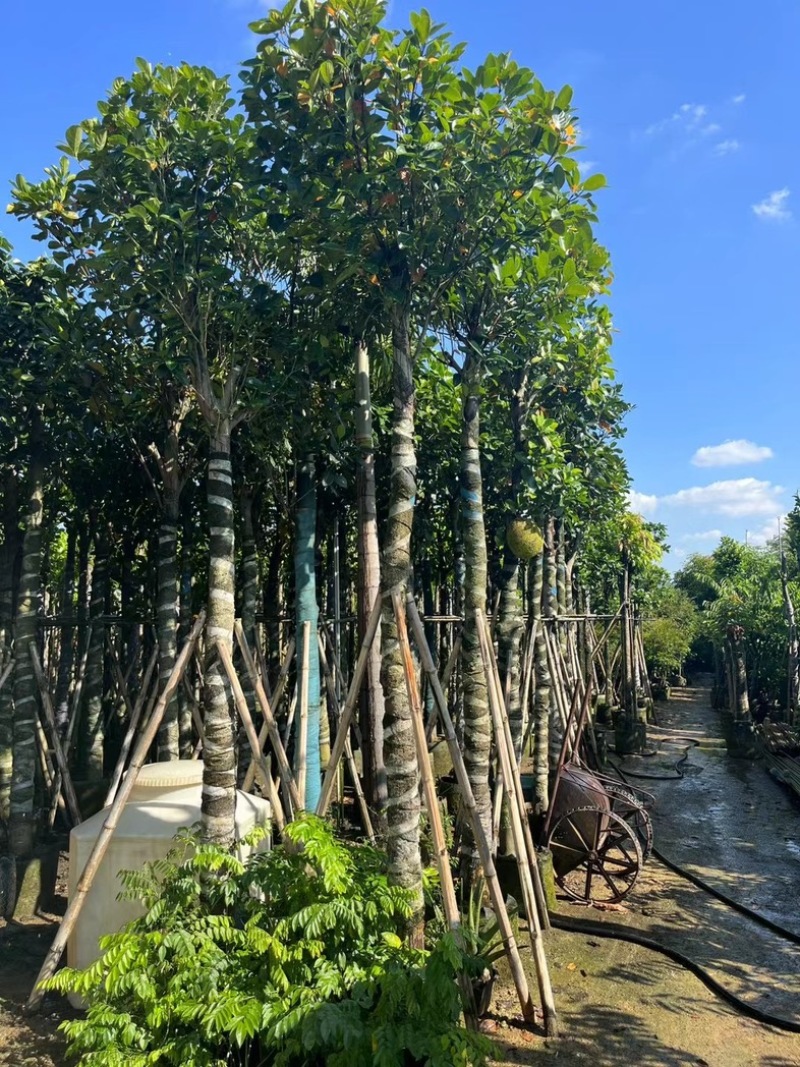 菠萝蜜树4～25公分产地直发规格齐全质量保证