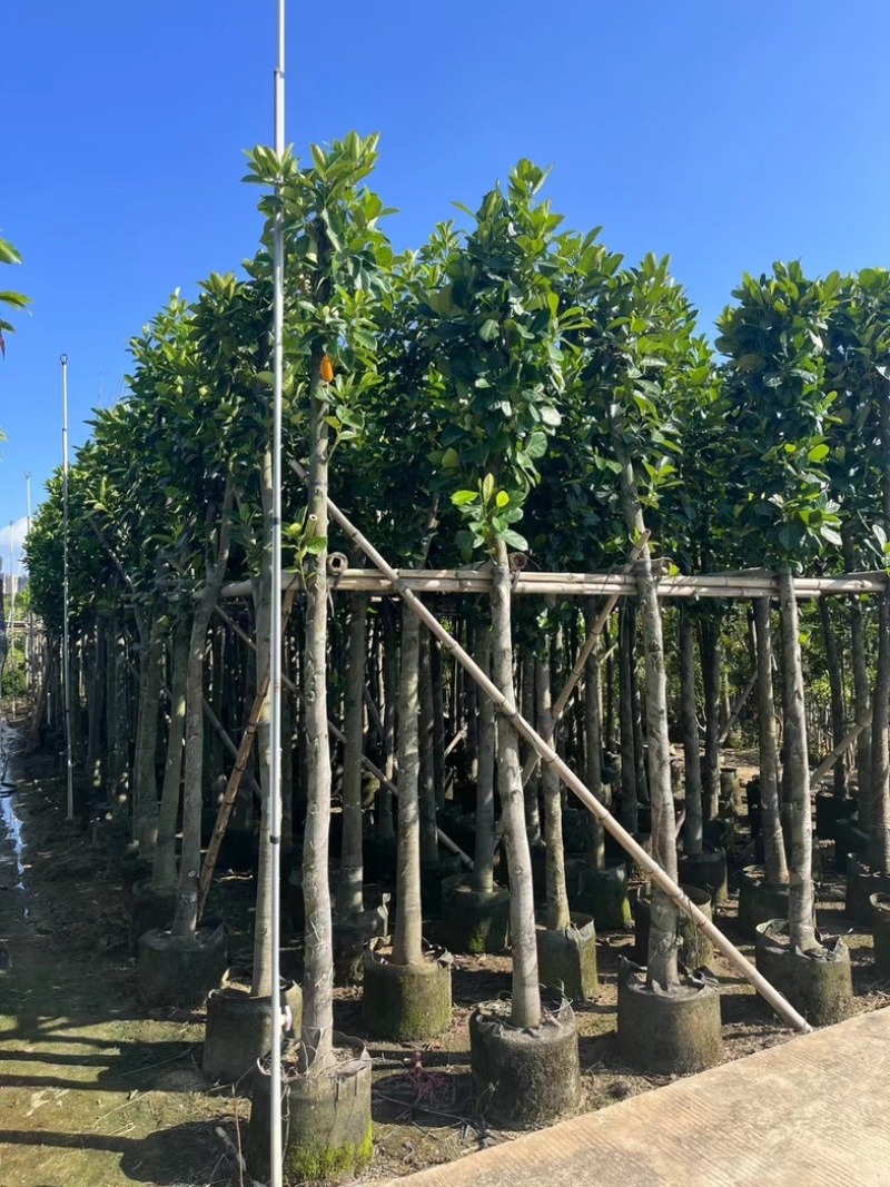 菠萝蜜树4～25公分产地直发规格齐全质量保证