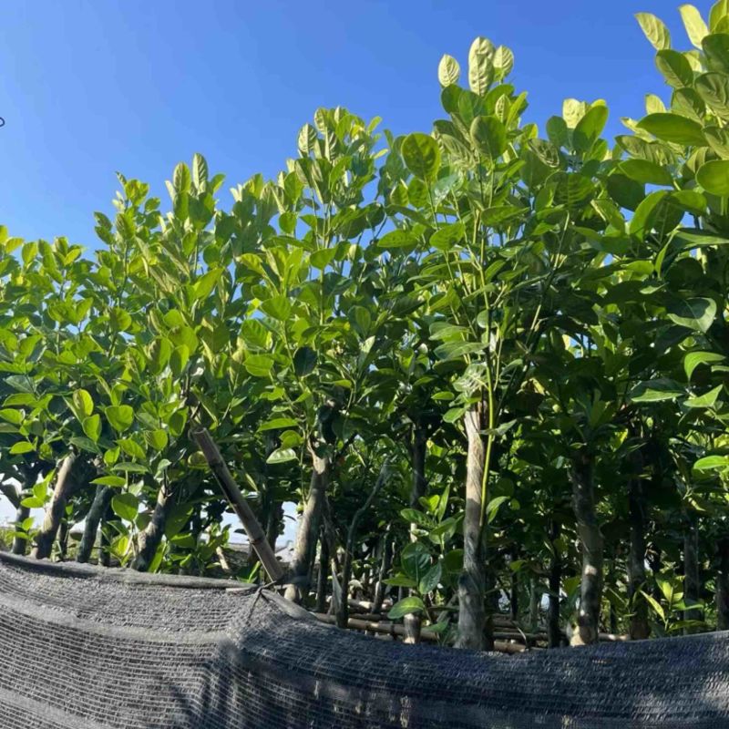 菠萝蜜树4～25公分产地直发规格齐全质量保证
