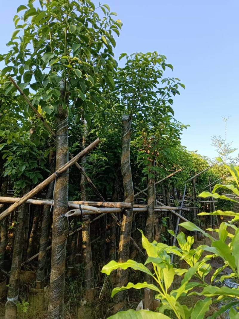 重阳木5～15公分产地直发规格齐全质量保证