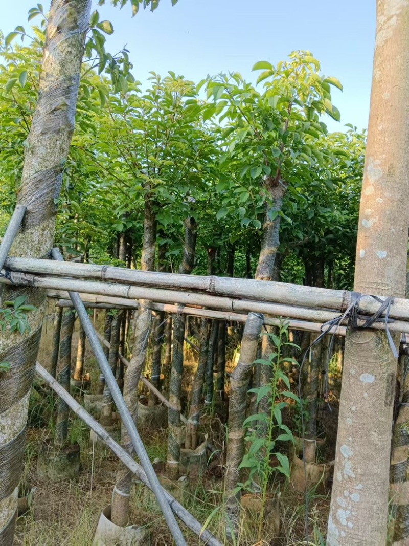 重阳木5～15公分产地直发规格齐全质量保证