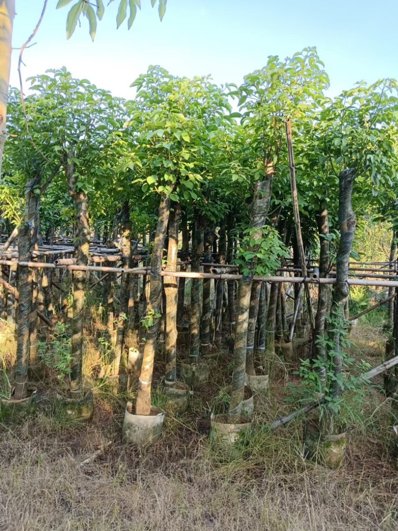 重阳木5～15公分产地直发规格齐全质量保证