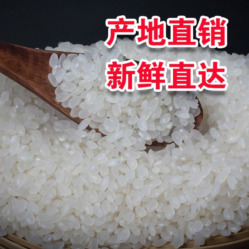 东北珍珠米现货10万吨