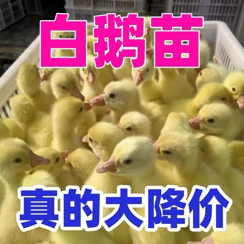 中卫三花鹅苗包防疫包运输包成活率货到满意付款诚信服务