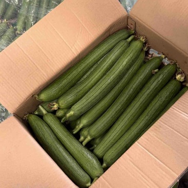 精品丝瓜