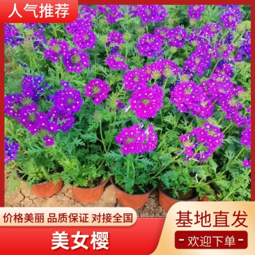 美女樱多年生宿根花卉，蓝色，粉红色两色，花期长