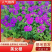 美女樱多年生宿根花卉，蓝色，粉红色两色，花期长