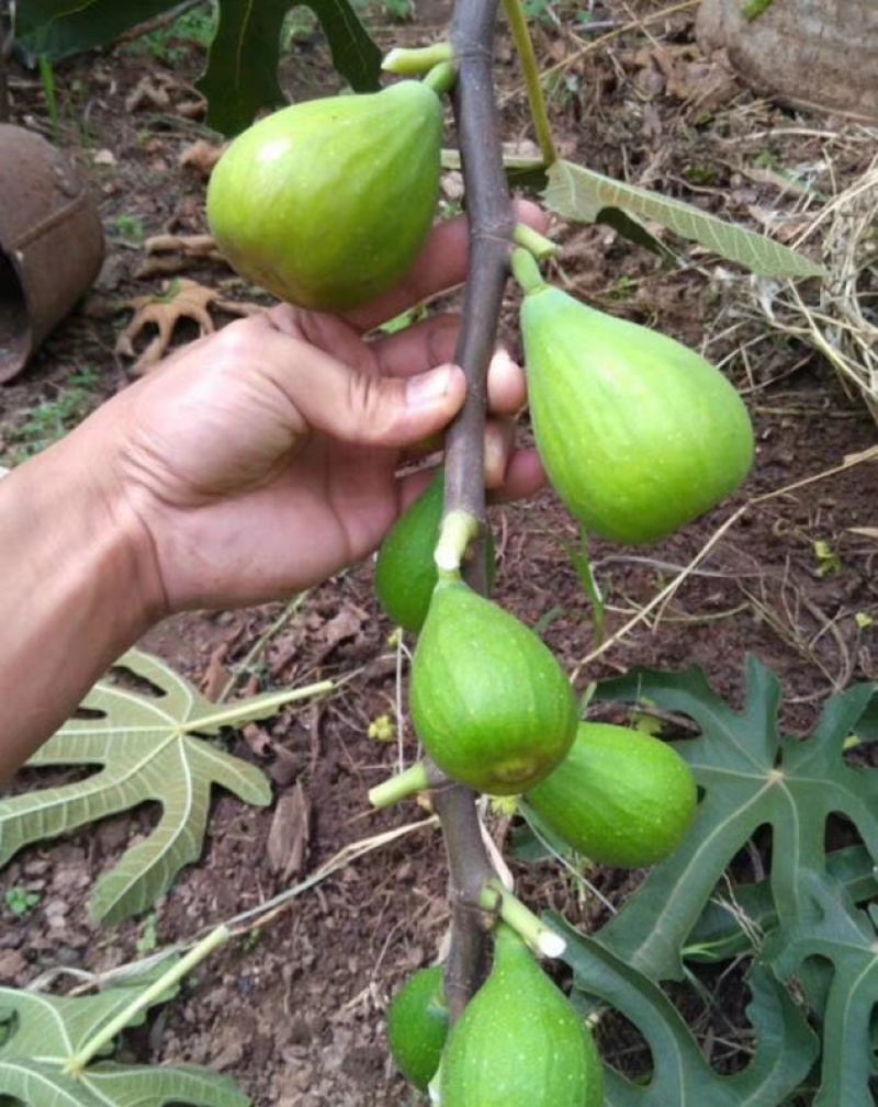 无花果苗根系发达粗度1公分以上久留米芭劳奈无花果苗