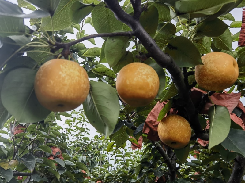 黄金梨原产地(诚信代办)