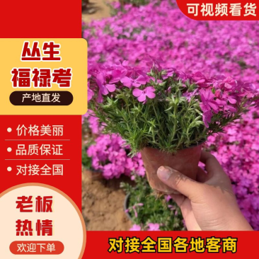 福禄考又名芝樱，多年生宿根花卉，可过冬，货量大，