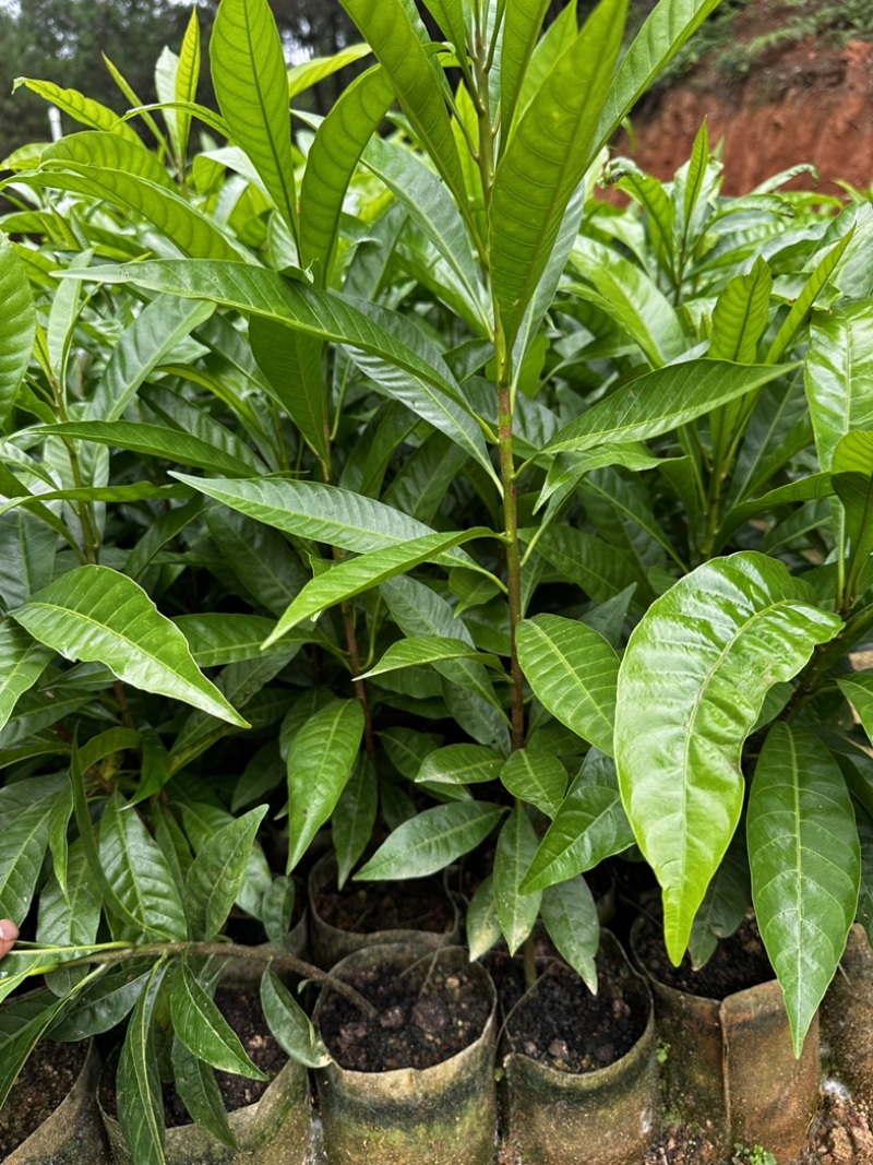 蛋黄果直生苗AL罗斯果苗仙桃苗