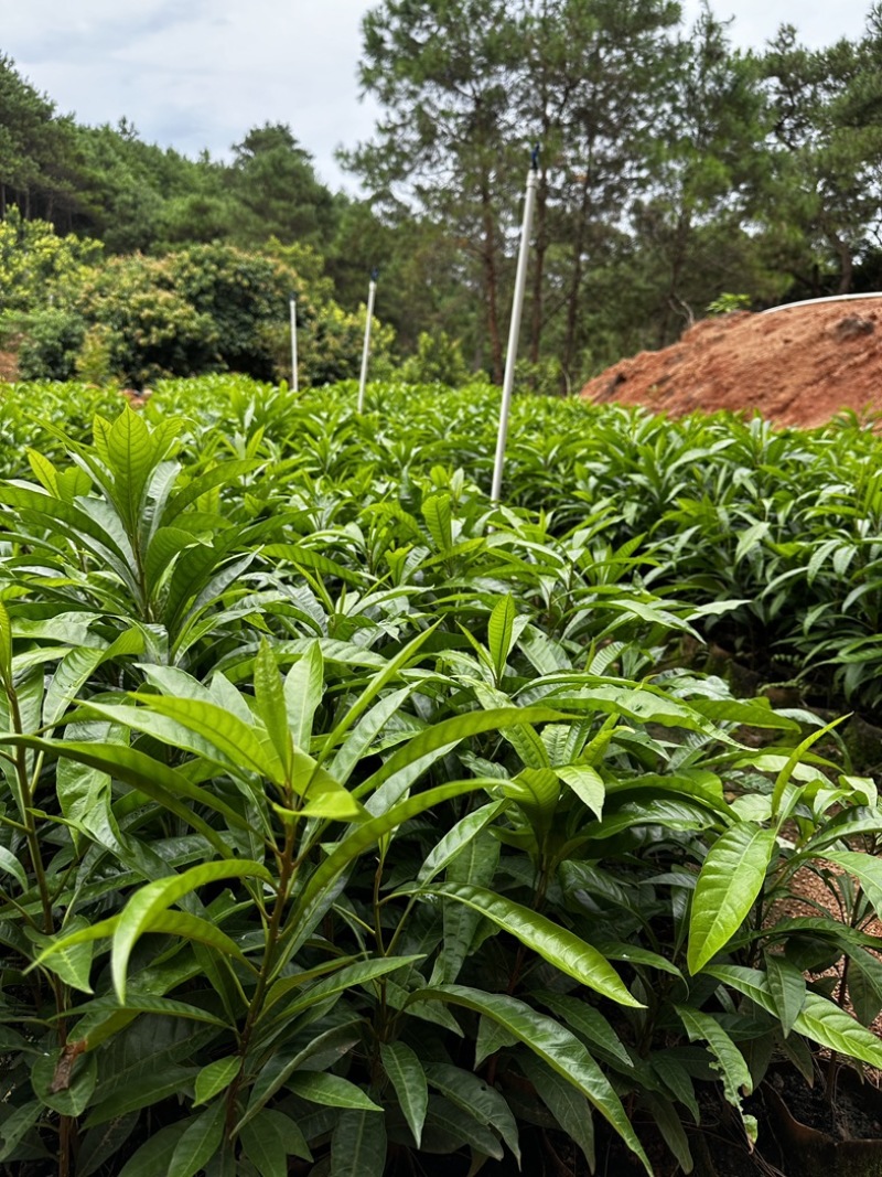 蛋黄果直生苗AL罗斯果苗仙桃苗