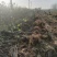 无花果苗根系发达粗度1公分以上久留米芭劳奈无花果苗