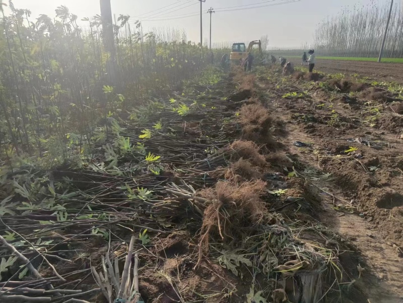 无花果苗根系发达粗度1公分以上久留米芭劳奈无花果苗