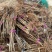 无花果苗根系发达粗度1公分以上久留米芭劳奈无花果苗