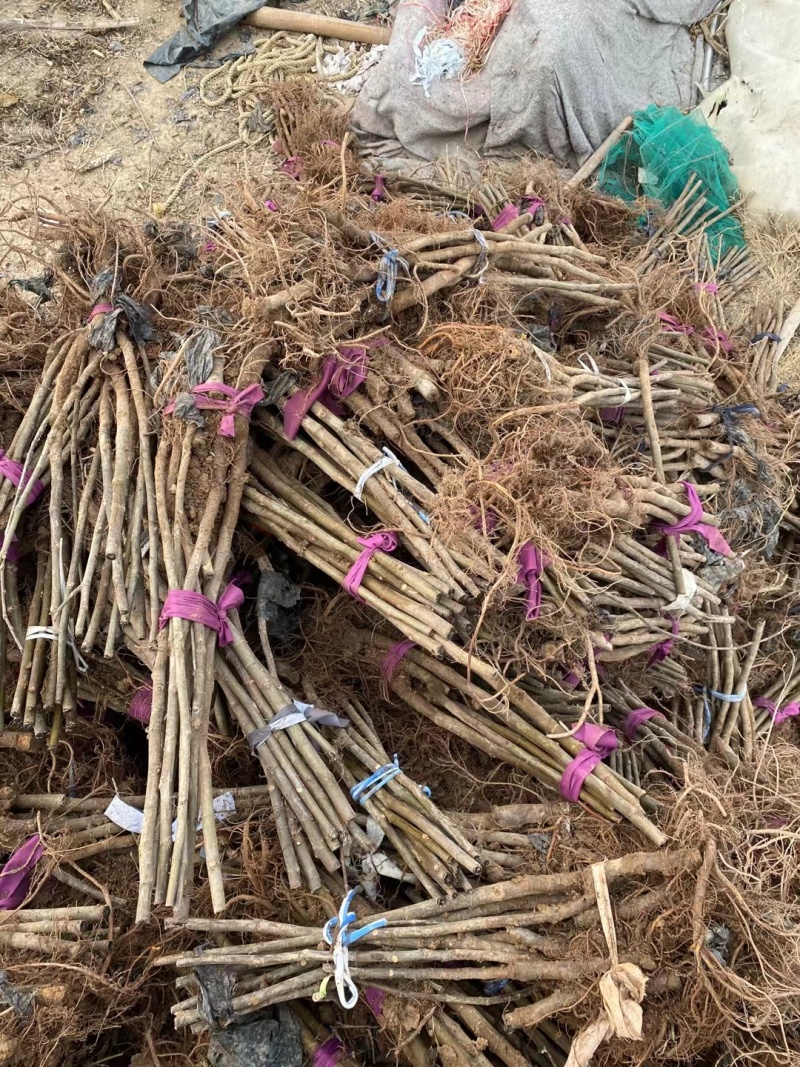 无花果苗根系发达粗度1公分以上久留米芭劳奈无花果苗