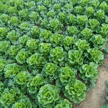 生菜，上海青，小白菜