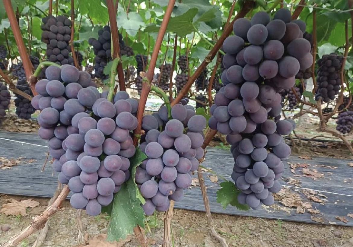 “浙样红”果园实景图