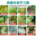 鑫星40%百菌清番茄早疫病农药杀菌剂预防保护悬浮剂微毒