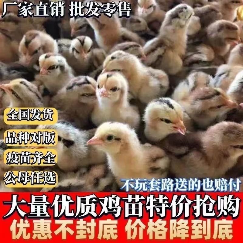 天津麻鸡苗包防疫包运输包成活率货到满意付款诚信服务