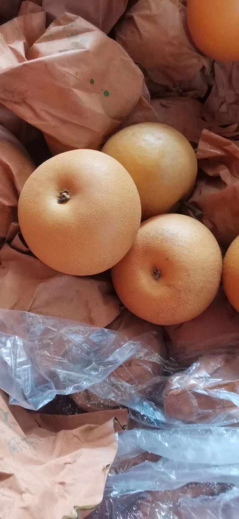 晚秋梨秋月梨大量上市货源充足，按质量规格论价。