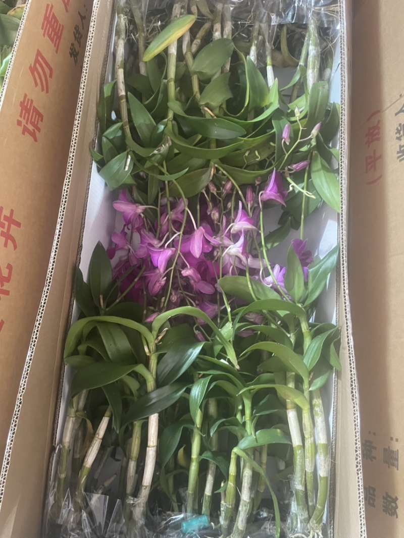 秋石斛红猫黑猫泼墨小白脸碧玉，石斛兰洋兰泰国石斛几十个品